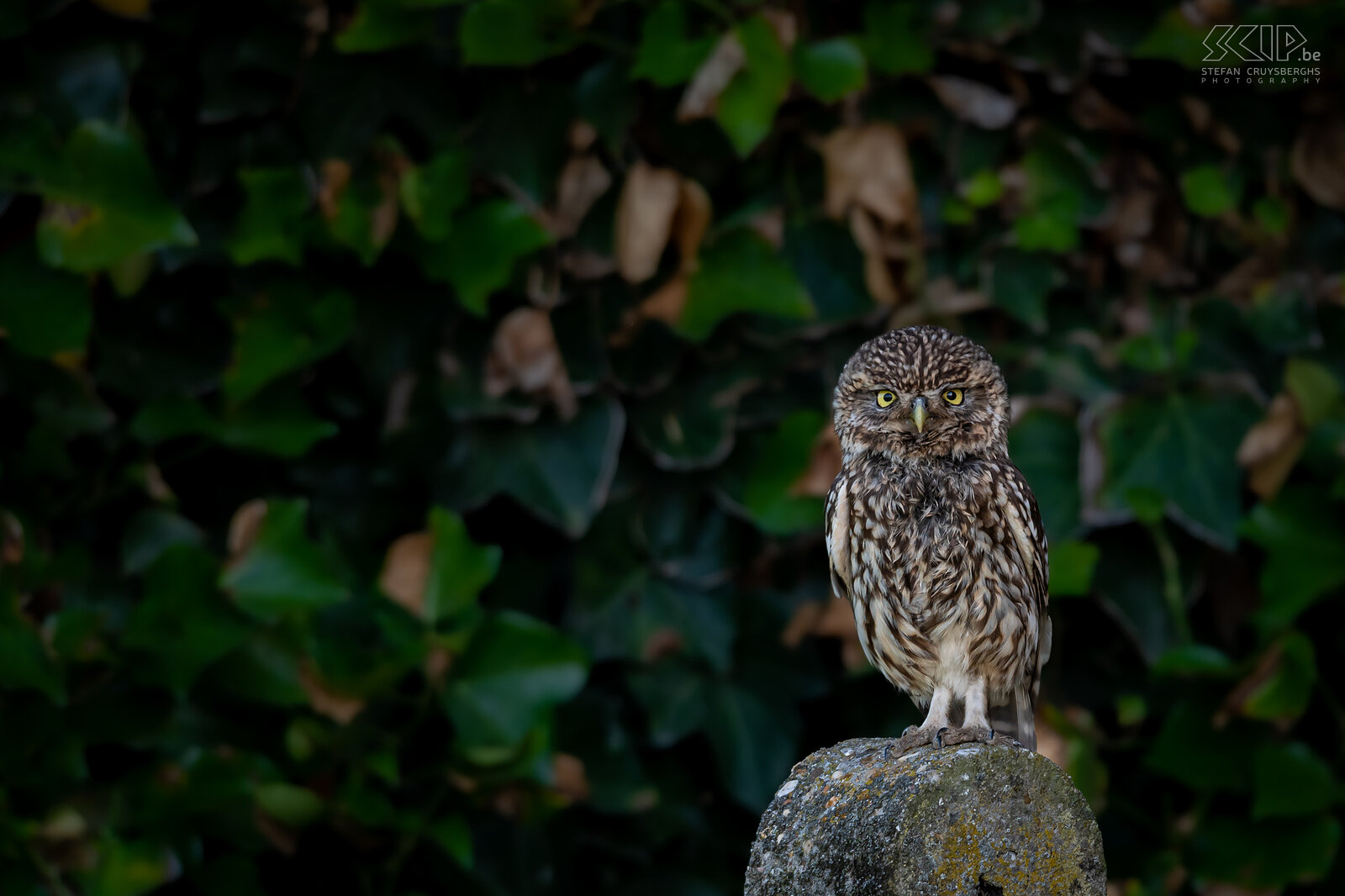 Steenuil Steenuil / Little owl ./ Athene noctua Stefan Cruysberghs